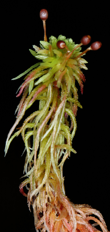 Sphagnum capillifolium